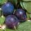 Superior Nutrient Content Reported in Organic Blueberries