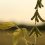 Guest Blog: A Plea to the Trump Administration to Protect Organic Integrity and Level the Playing Field for US Farmers