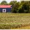 Glyphosate-Resistant Waterhemp in Canada — A Not So Welcomed Export from the U.S.