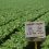Pediatricians Group Express Grave Concerns over EPA’s Chlorpyrifos Decision