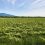 The Chair of Malheur County,OR Weed Board Calls for Accountability for Damage from GE Crops