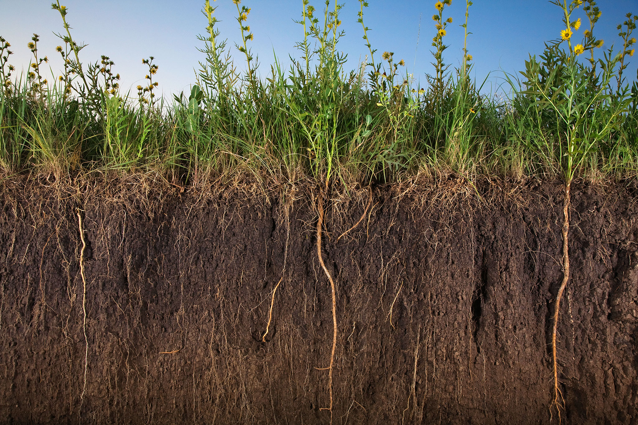 Растительный покров это почва. Рожь озимая сидерат. Корень озимой ржи. Корневая система Вики Яровой. Озимая рожь корни.