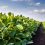 Major Seed Companies in the U.S. Speak Out Against Dicamba