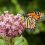 Rising Herbicide Use Linked to Extensive Declines in Monarch Butterfly Populations