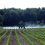 Guest Blog: Longtime Weed Scientist Ford Baldwin Weighs in on Dicamba Regulation in Arkansas